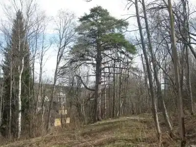 Марциальные Воды - 32