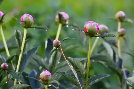 Махерово - 10