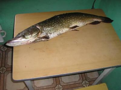 Казачий берег - 9