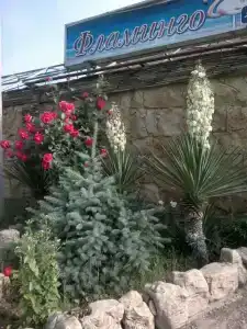 фламинго - 4