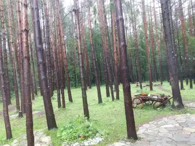 СмородинаХаус - 74