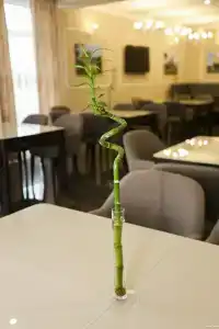 Звезда Тамани - 31