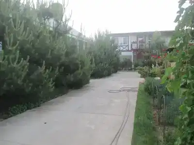 Камелия - 13