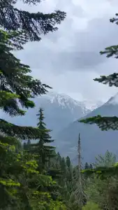 Forest Aura - 12