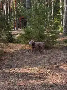 Три Метлы - 15
