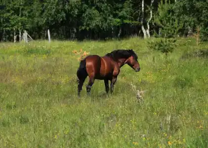Полярный круг - 42