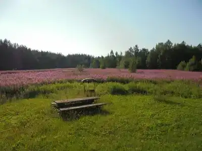 Курмойла - 45