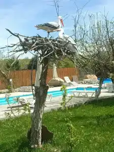 Белый Аист - 32