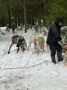Северный олень - 49