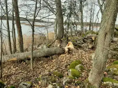 Мыс Черемуховый - 30