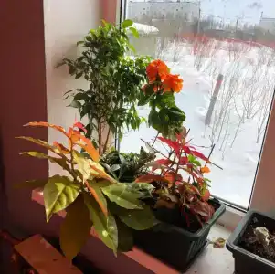 Акка Книбекайзе - 10