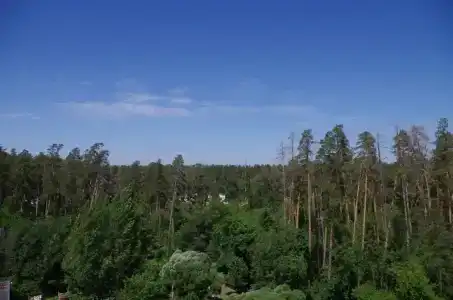 Лесное - 2