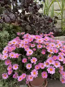Кружева - 10