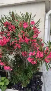 Афродита - 40
