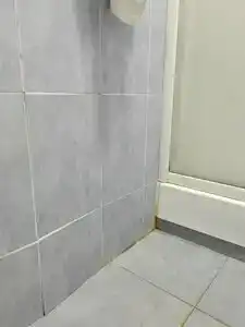 Тюльпан - 38