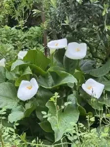 Кружева - 4