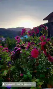 Chimgan Apple Garden - 7