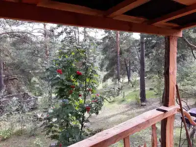 Избушка на опушке - 15