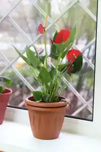 Рус Кунцево - 6