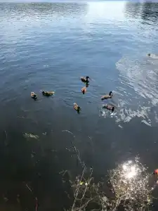 Бараново - 17