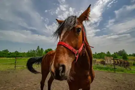 Усадьба Александрово - 82