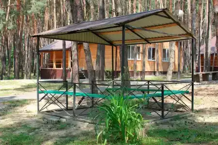 Сосновый бор - 0