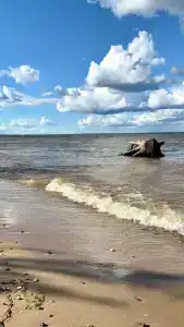 Бард Вилладж - 41