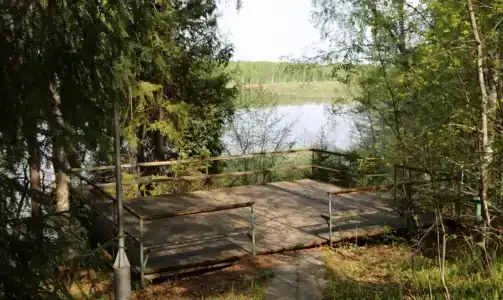 Подсолнухи - 20