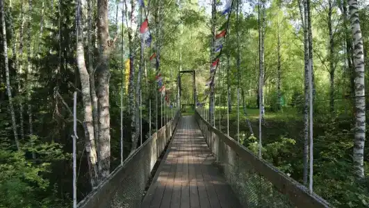 Подсолнухи - 22