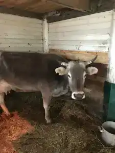 Лукоморье - 26