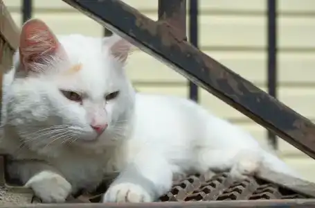 Гостецкий двор - 19