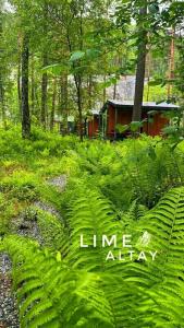 Lime Altay - 32