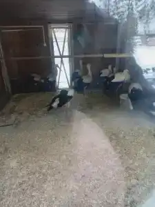 Высоковское - 50