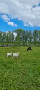 Мультиферма - 79