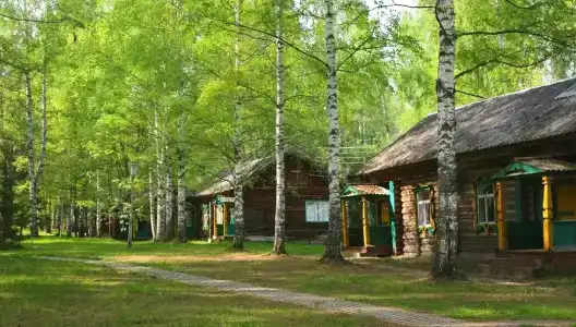 Подсолнухи - 9