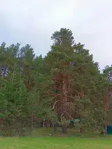 Мечетлинский - 30