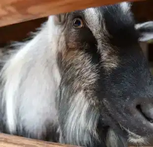 Панский сад - 4