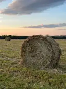 Медвежье урочище - 17