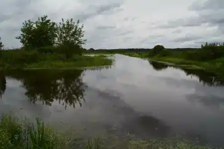 Лес среди болот - 40