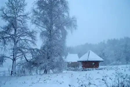 Кабанчики - 5