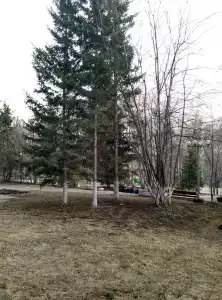 Три Медведя - 47