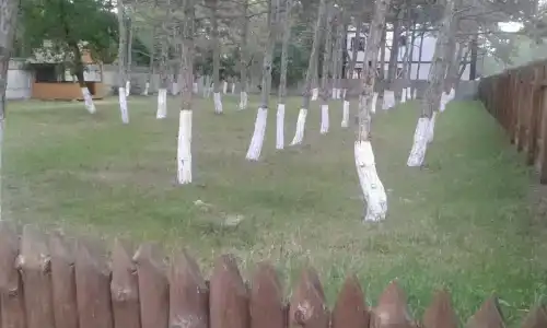 Сосновый бор - 43