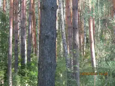 Владимирский Хуторок - 19