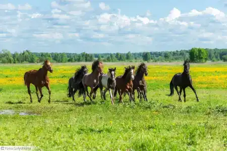 Храброво - 9