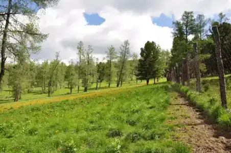 Маральник Айхал - 10