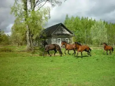 Махерово - 6