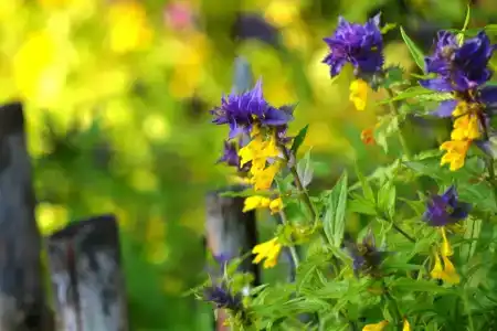 Махерово - 11