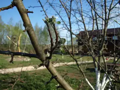 Старая Кузница - 3
