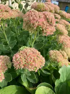 Березовка - 91