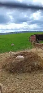 Александровский спас - 32